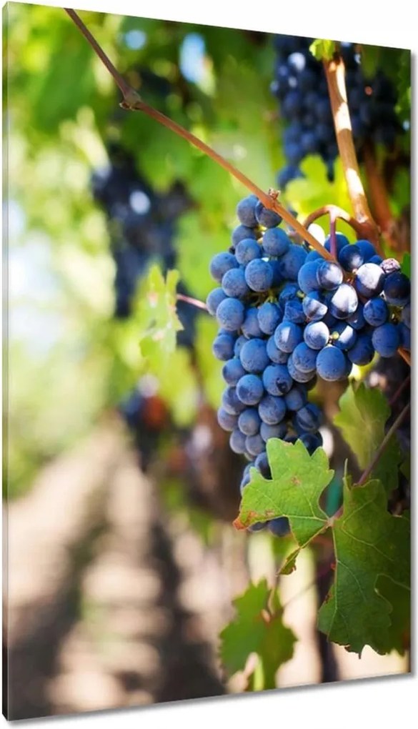 Vászonkép 80x120 Szőlőbirtok napsütésben