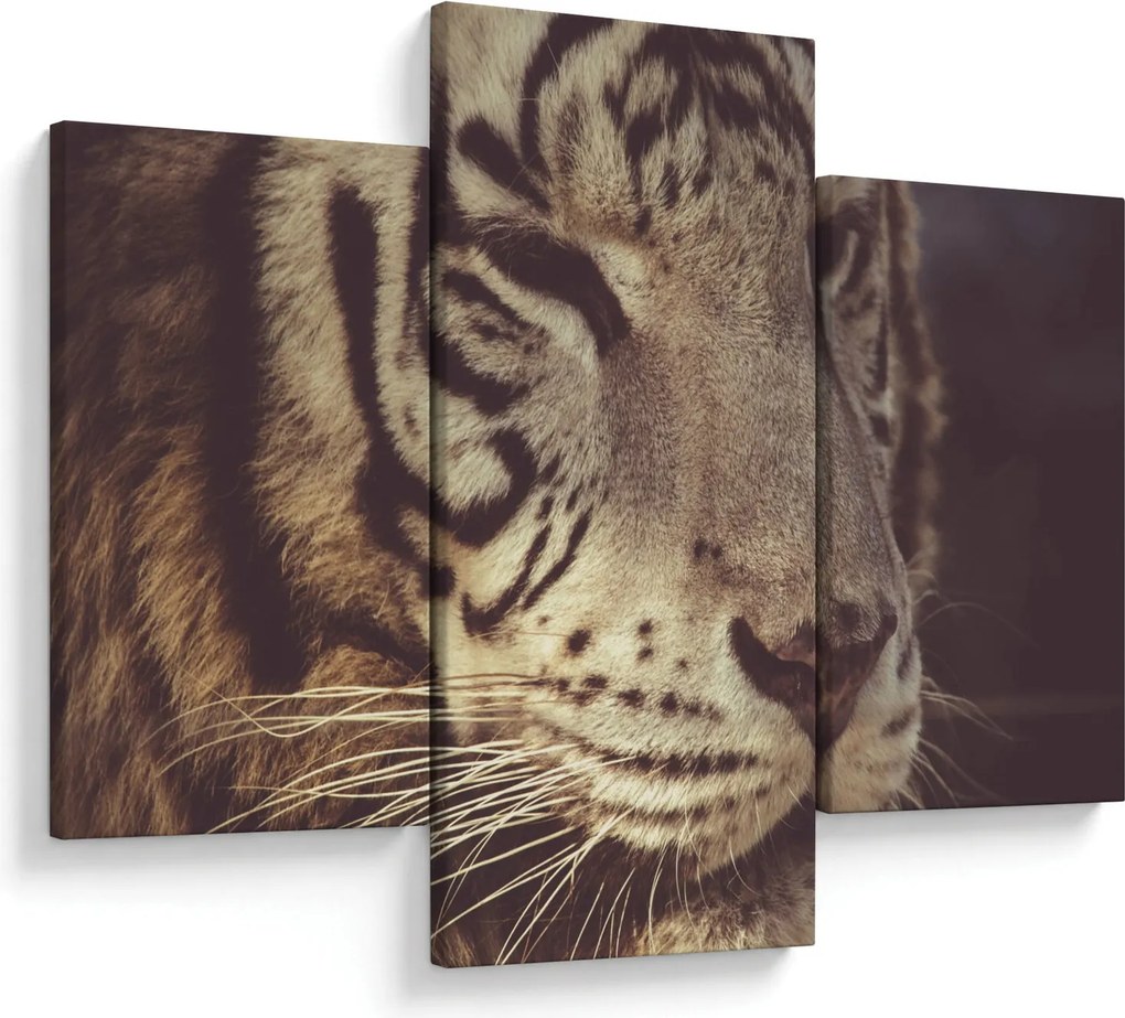 Tigris képe (90x60 cm)