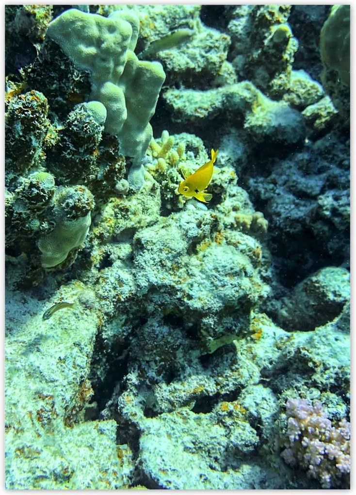 Poszterek 50x70 Víz alatti világ a zátonyon