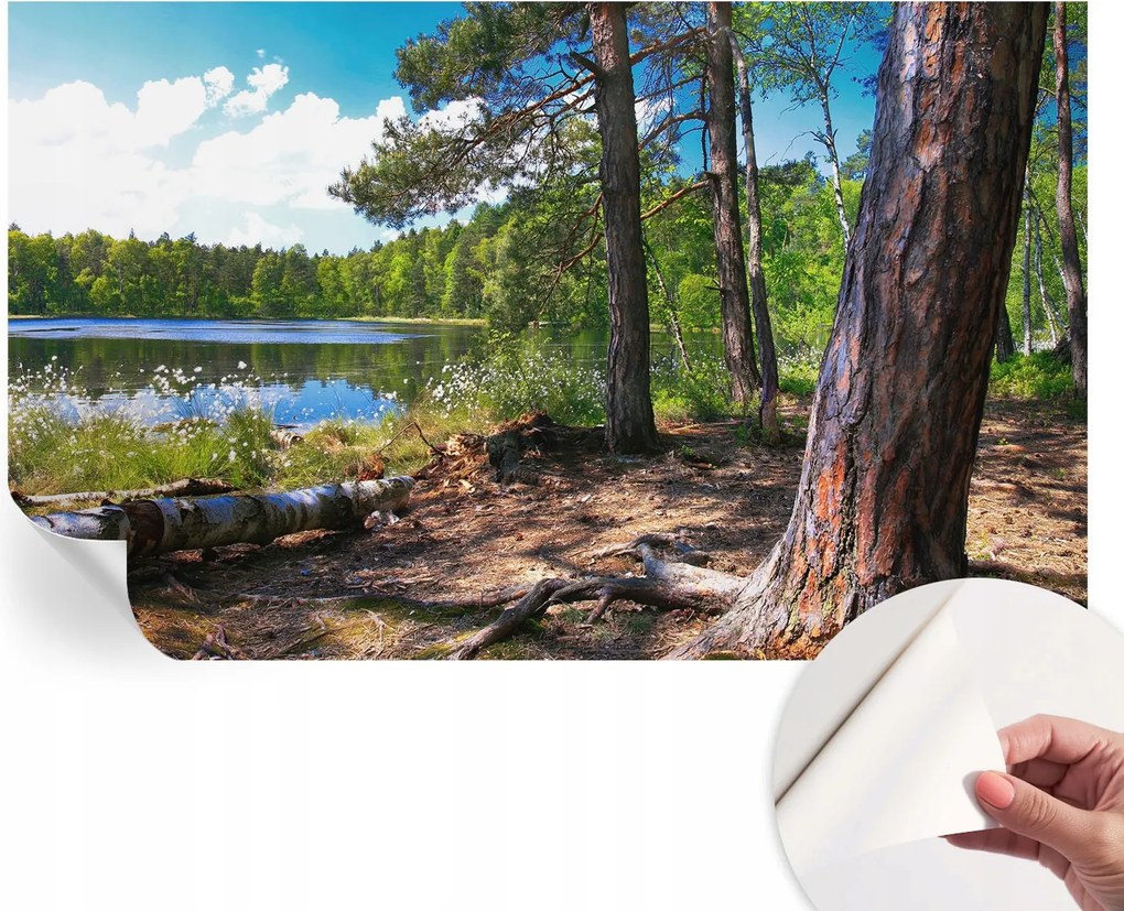 Fotótapéta Öntapadós Dekoratív tapéta Erdei táj 416x254 cm