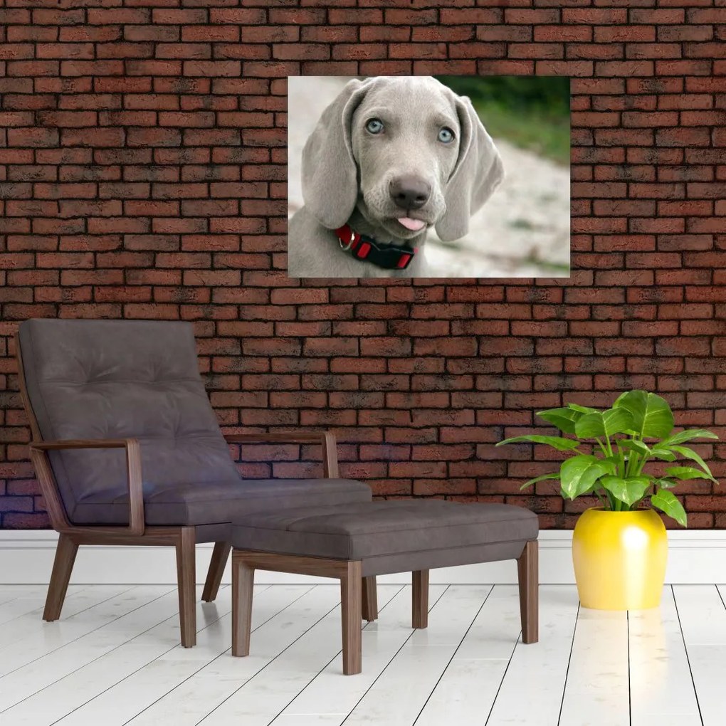 Kép - weimaraner kölyökkutya (70x50 cm)