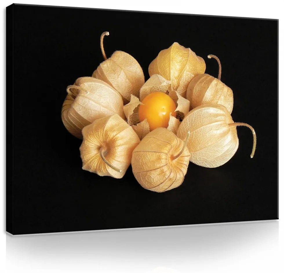 Vászonkép, Lampionvirág 80x60 cm méretben