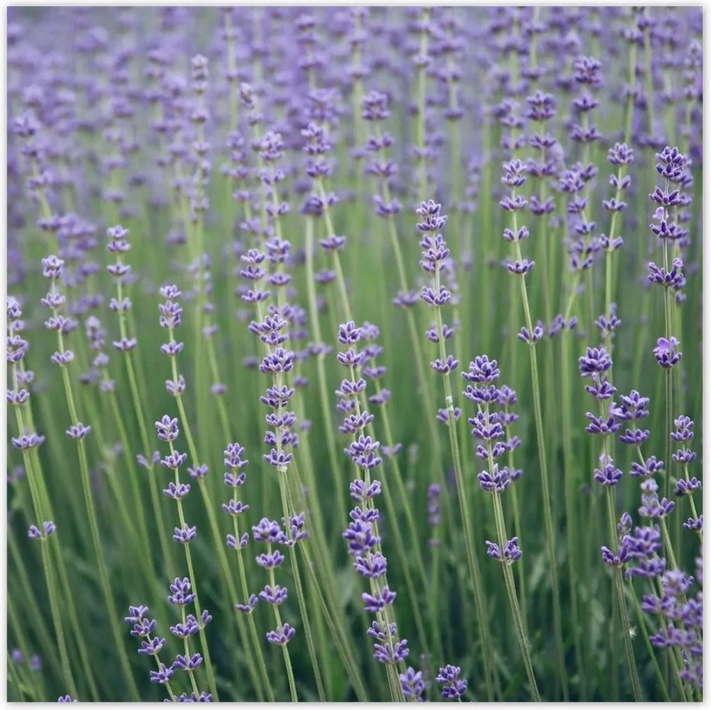 Poszterek 100x100 Levendula világ
