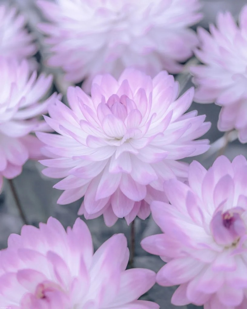 Poszter 40x50cm Dália virágok, Assaf Frank