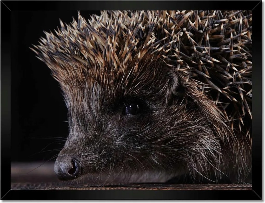 Poszterek keretben 40x30 Kis sündisznó portré