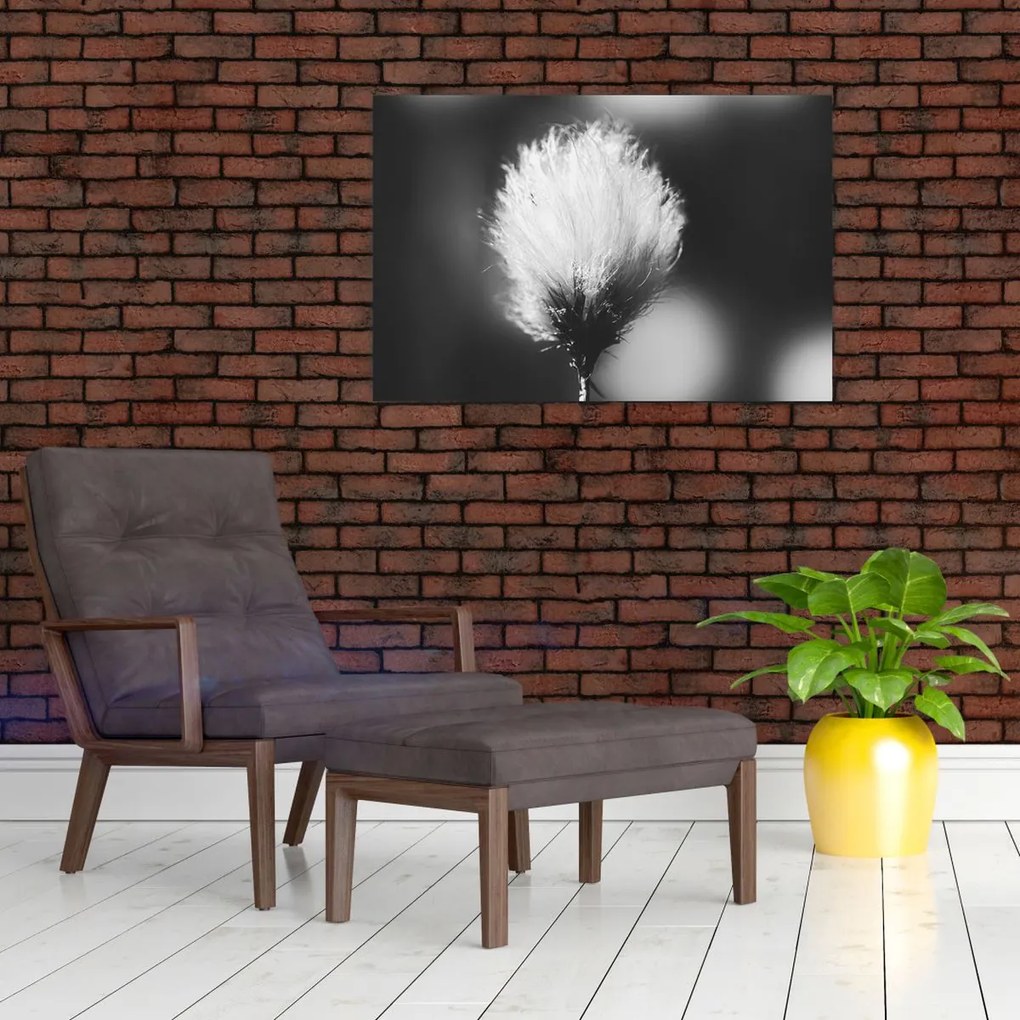 Kép - Fekete-fehér pamutfű (90x60 cm)