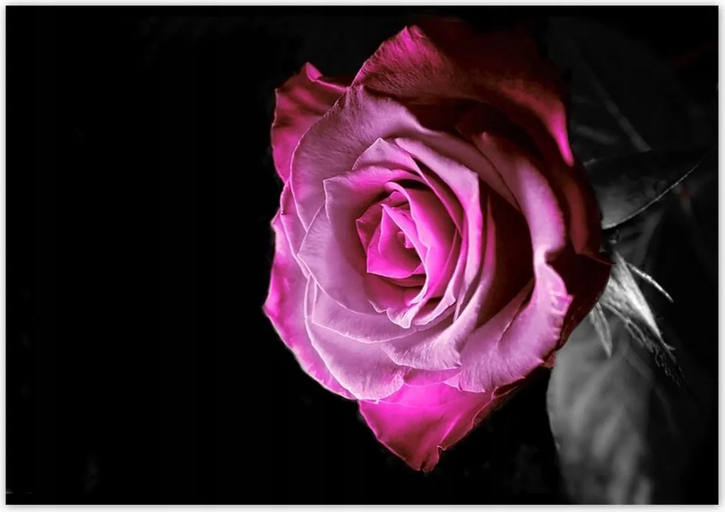 Poszterek 100x70 Lila rózsa