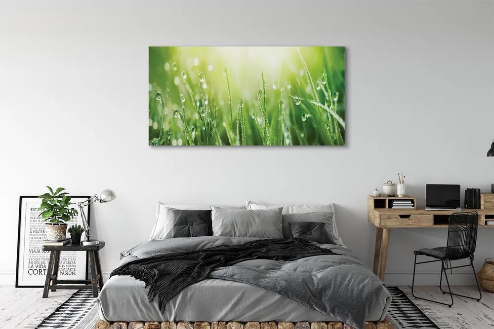 Canvas képek Fű nap csepp 120x60 cm