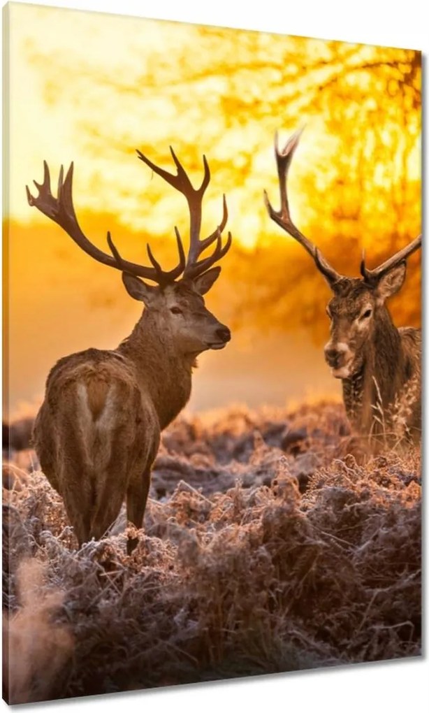 Vászonkép 70x100 Szarvasok a hajnalban