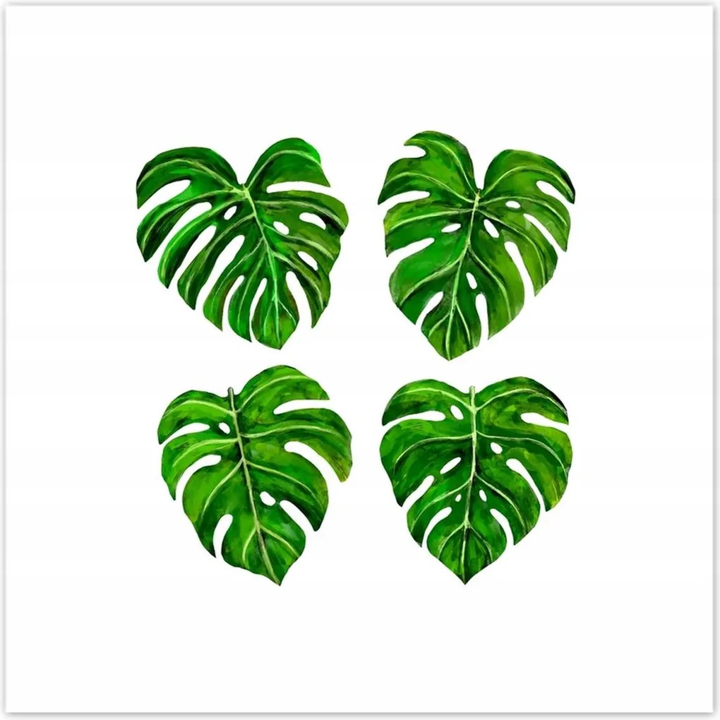 Poszterek 30x30 Lyukas monsera levelek