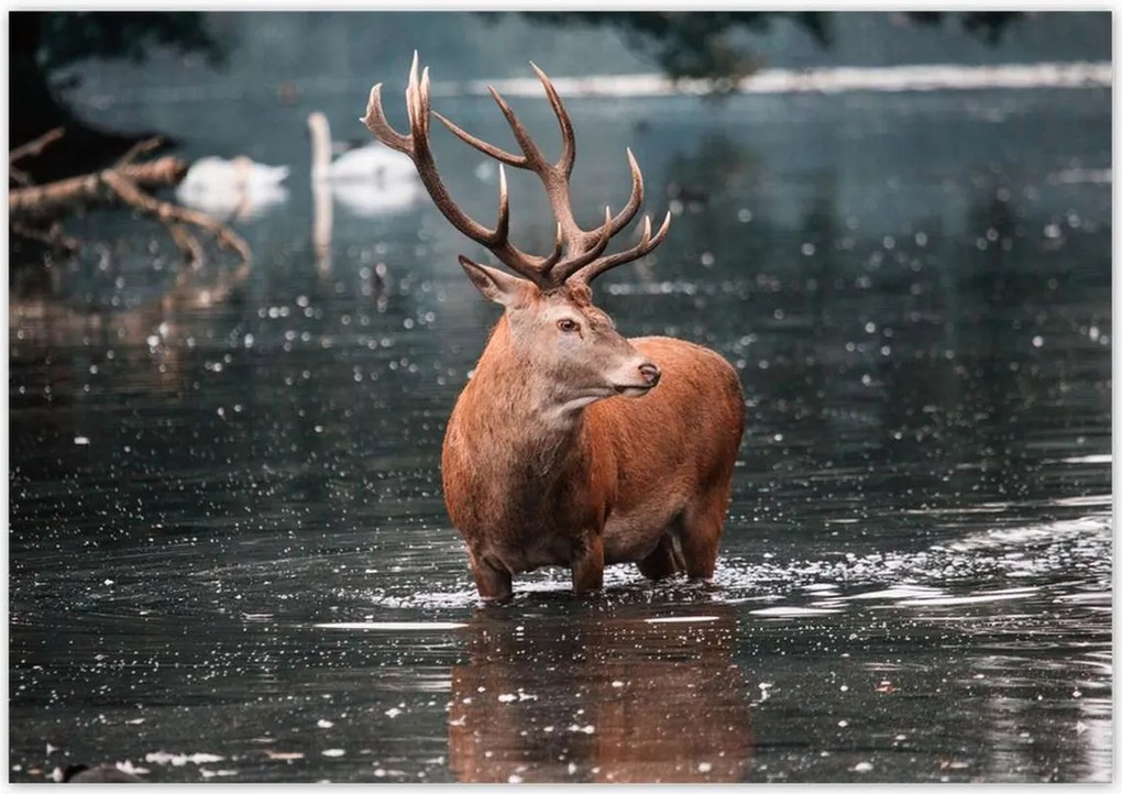 Poszterek 100x70 Szarvas felszarvazott