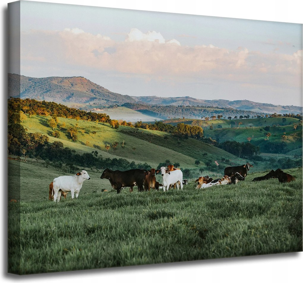 Vászonkép Természet Legelő Hegyek Juhok 50x40