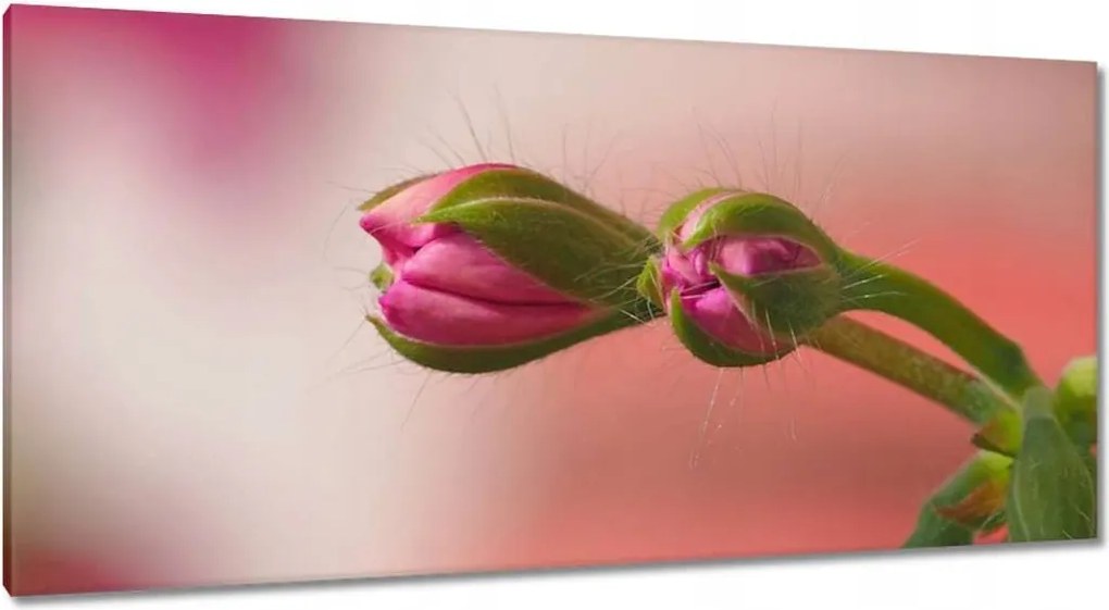 Vászonkép 115x55 Finom fánkok Virágok