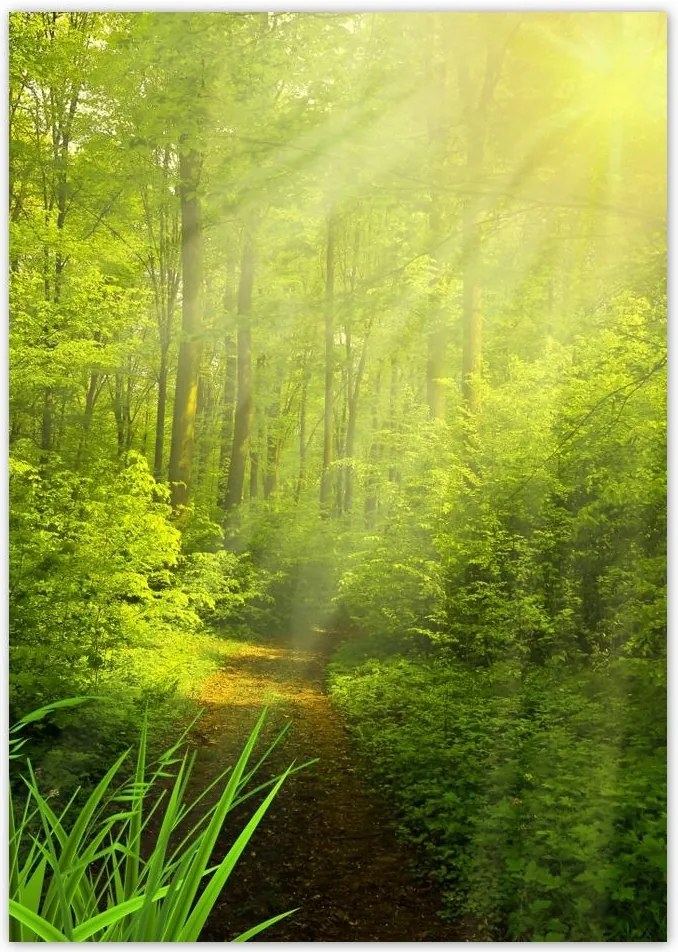 Poszterek A0 Pion Varázslatos erdő Tájkép