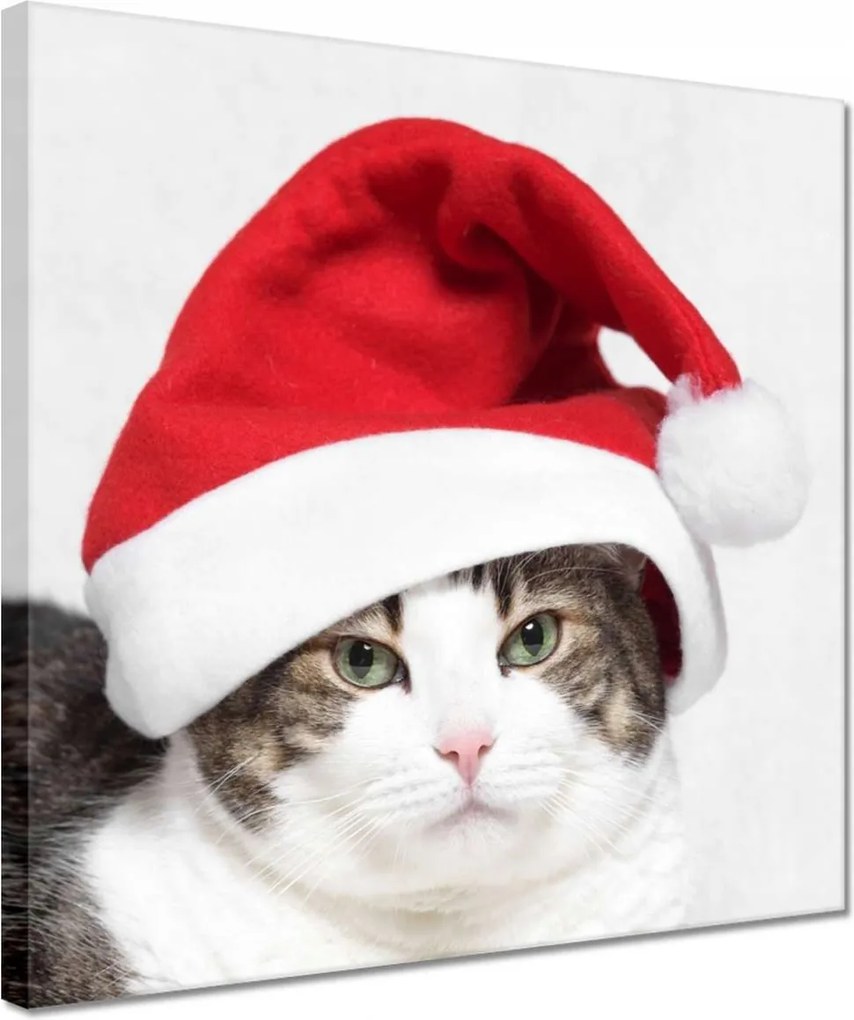 Vászonkép 30x30 Cica