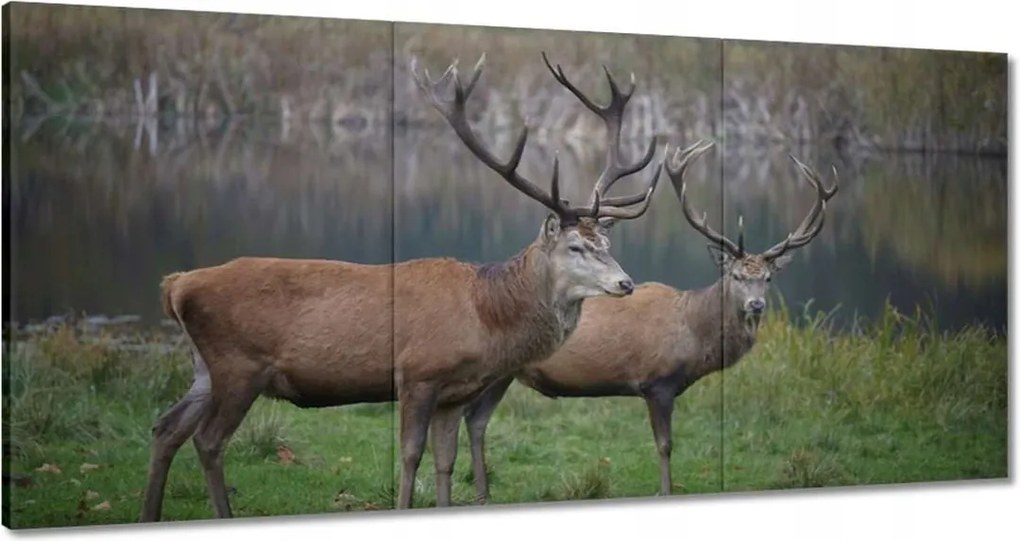 Vászonkép 180x90 Szarvasok a természetben Rét