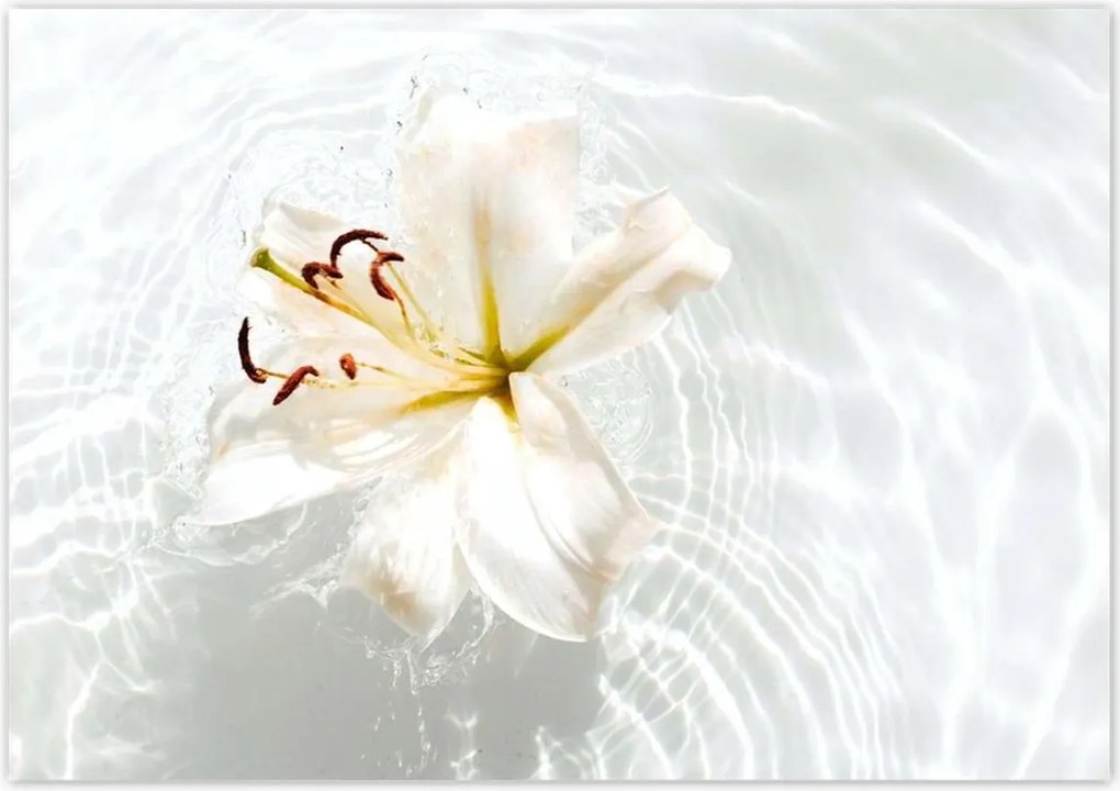 Poszterek 100x70 Virág a vízen Név