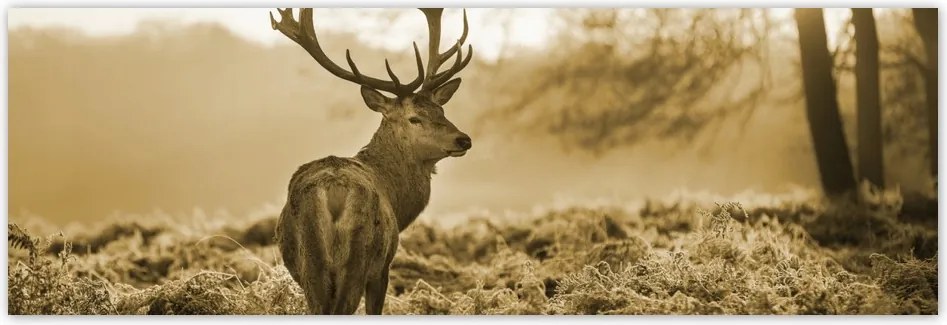 Poszterek 200x66 Szépia szarvas