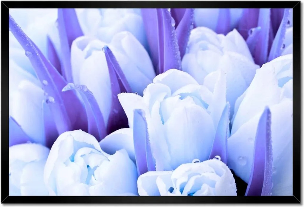 Poszter keretben 60x40 Kék tulipánok