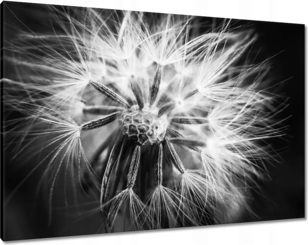 Vászonkép 100x70 Pitypang Virág Virágok