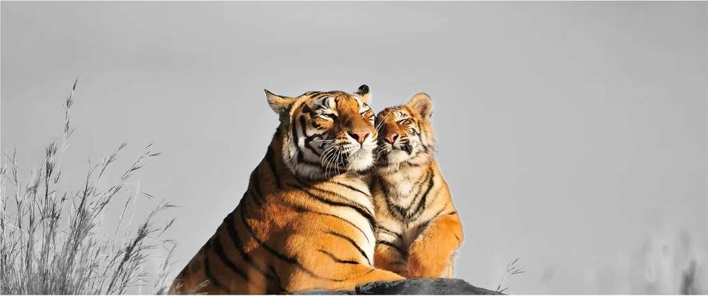 Kép - Tigris és a kölyke, fekete-fehér változat (120x50 cm)