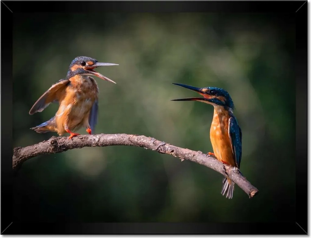 Poszterek keretben 40x30 Madarak