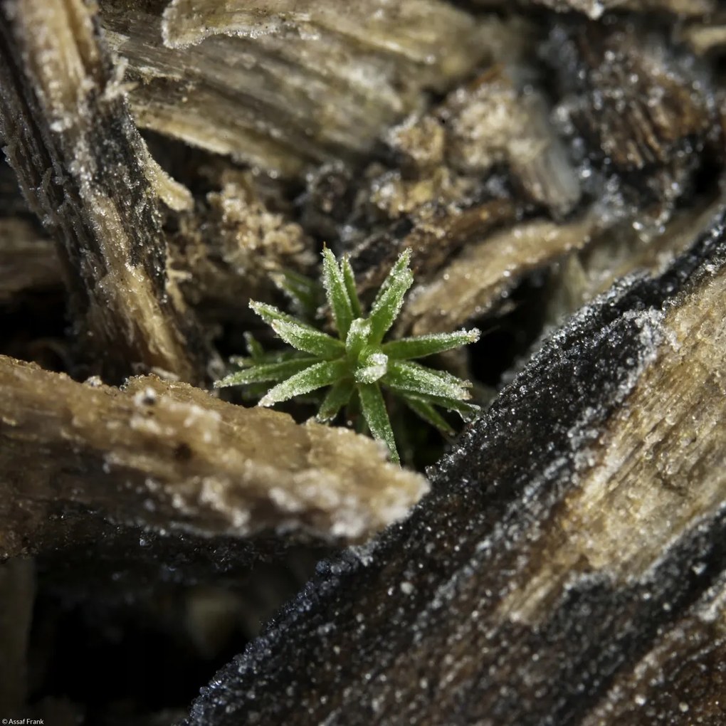 Poszter 30x30cm Natúr fa kéreg, Assaf Frank