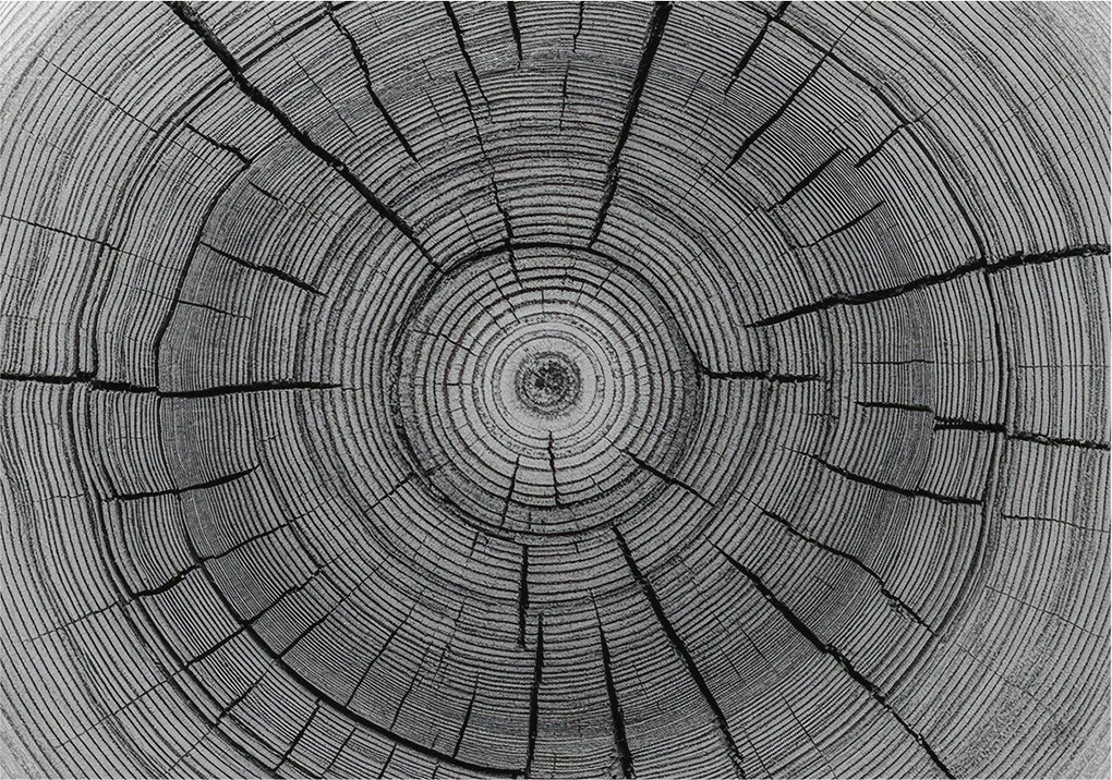Divatos Flizelin tapéta 3D ragasztóval Fali Erdei harmónia 312x219 Ragasztó