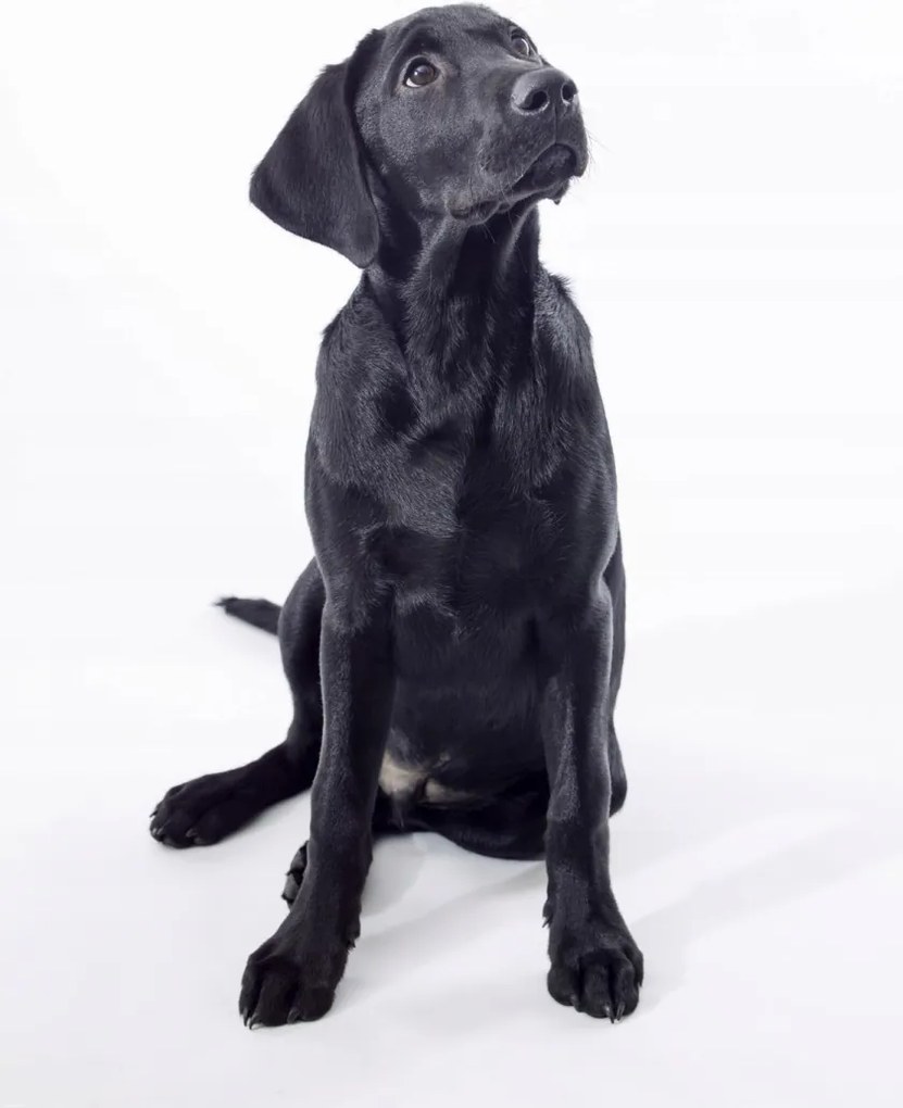 Poszter 70x100cm Fekete labrador, fehér alapon, Assaf Frank