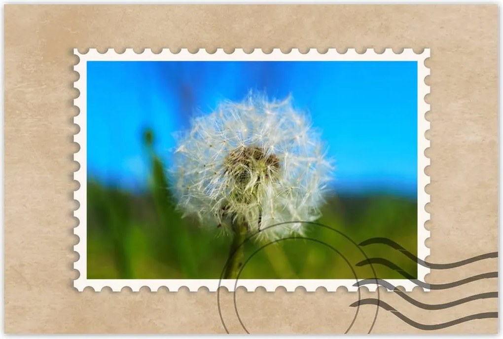 Poszterek 60x40 Pitypang Virág Virágok