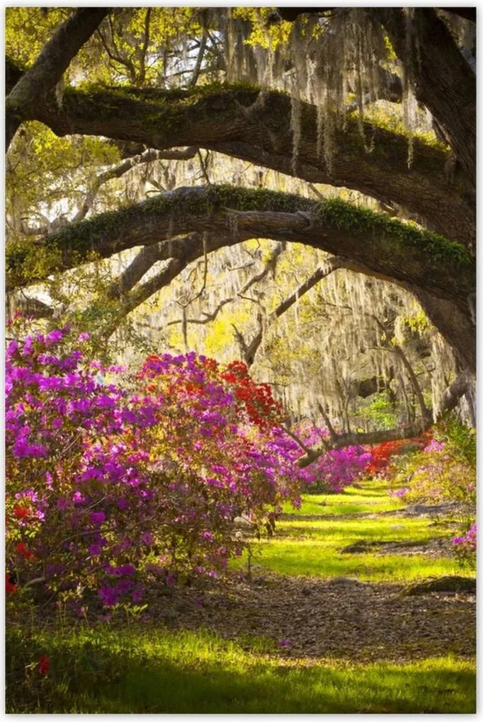 Poszterek 60x90 Tölgyfa sikátor