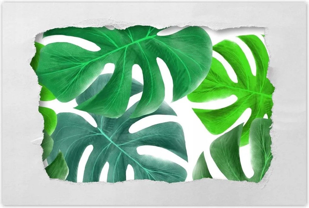 Poszter 60x40 Levelek Monstery Trópusok