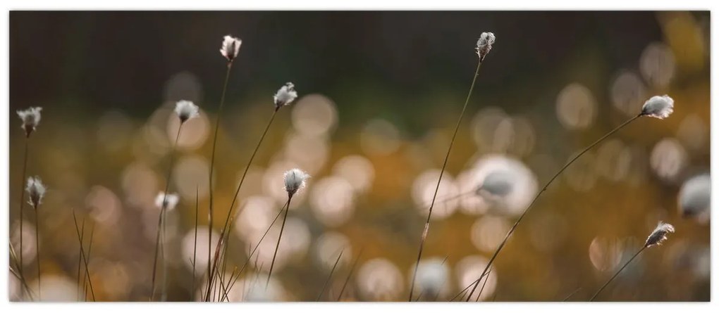 Kép - Gyapotfűvel borított rét N⁰2 (120x50 cm)