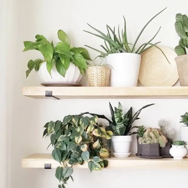 KÉSZLET 2x Fali polc 16x60 cm fenyő