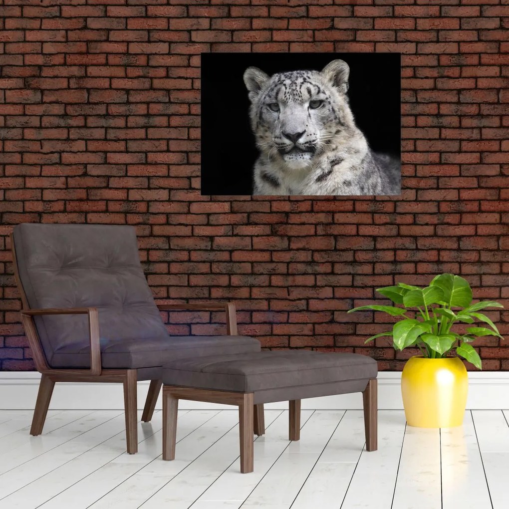 Üveg kép - Snow Leopard (70x50 cm)