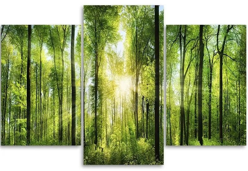 Gario Vászonkép Napsugarak a zöld erdoben - 3 részes Méret: 90 x 60 cm