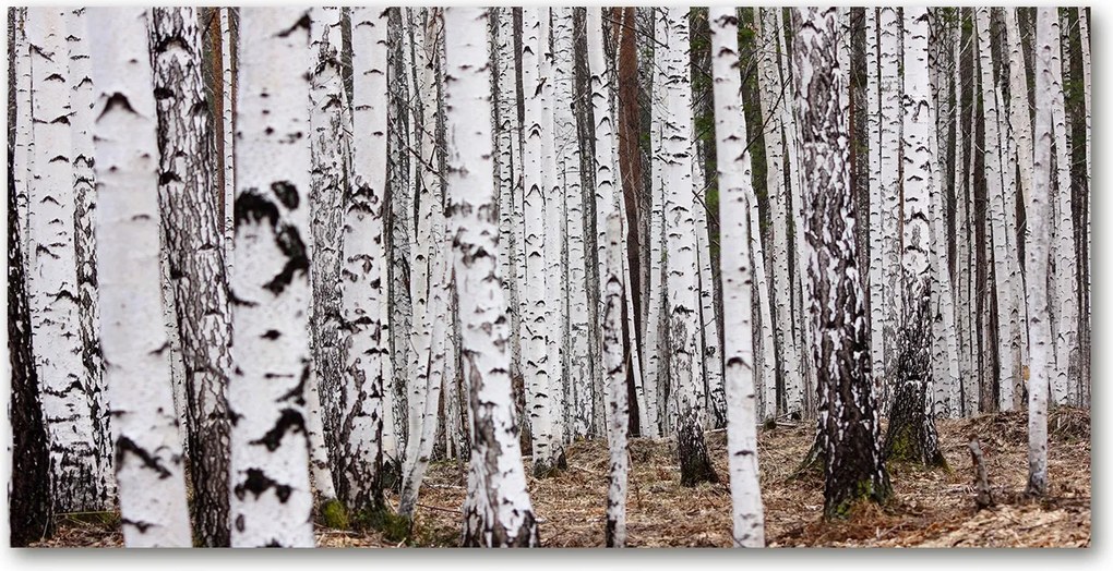 Üvegpanel konyhába Nyírfa 120x60 cm Ragasztó