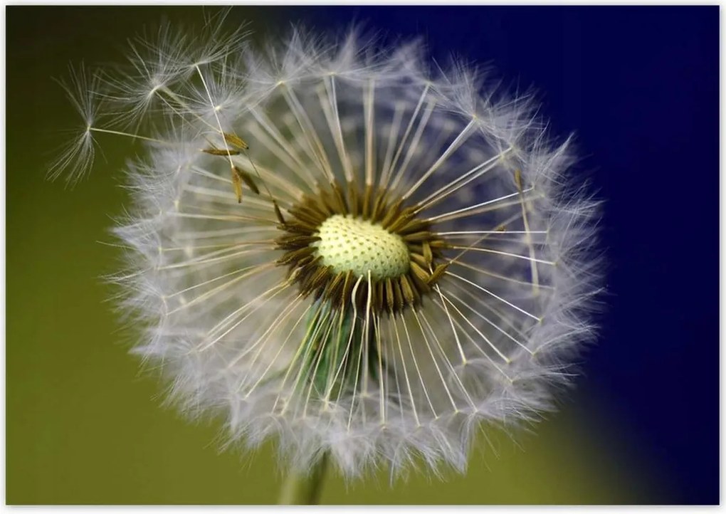 Poszterek 100x70 Pitypang Virág Virágok