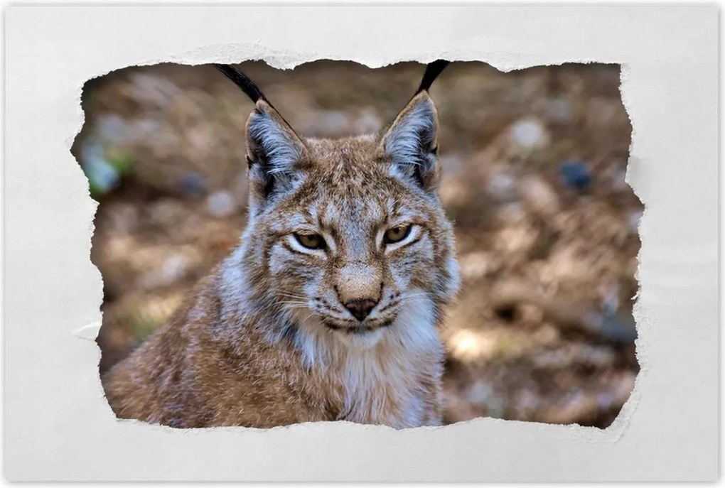 Poszterek 60x40 Hiúz közelről Vadmacska