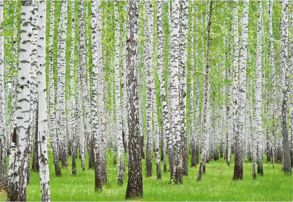 Flizelin fotótapéta Nyírfa liget Napsütötte erdő 200x140 +ragasztó