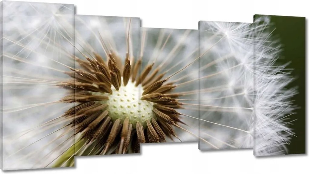 Vászonkép 150x80 Pitypang Virág Virágok