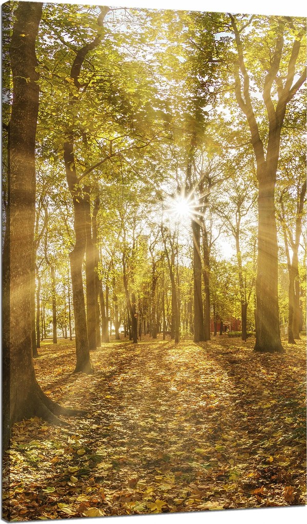 Vászonkép Nap a fák között az erdőben 70x120 cm
