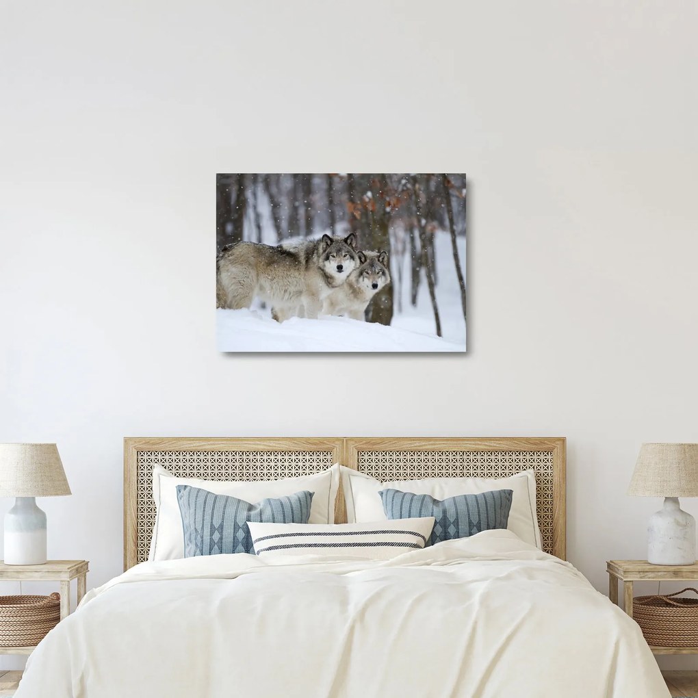 Üveg kép - Farkasok télen (70x50 cm)