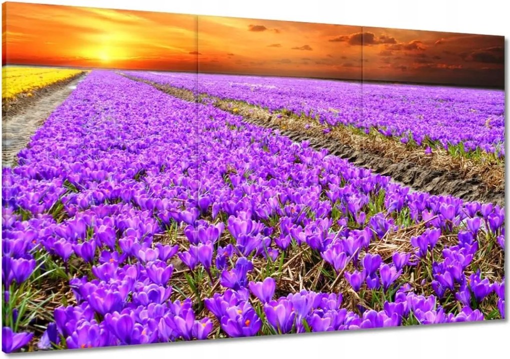 Vászonkép 120x80 A krókuszok tengere