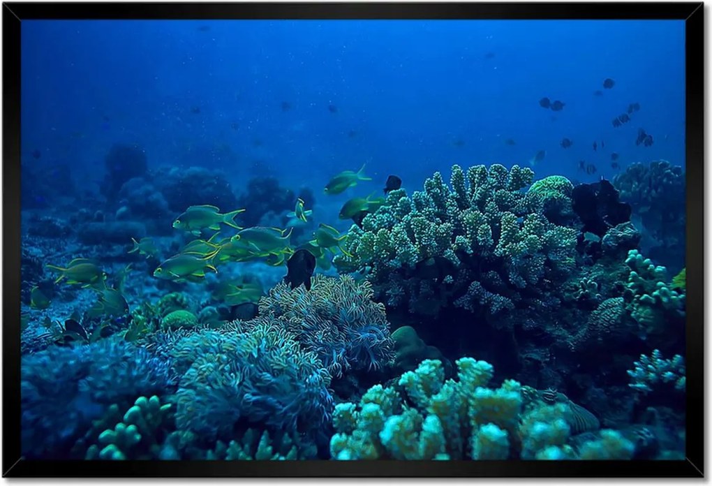 Poszter keretben 60x40 Laguna Korallok Óceán