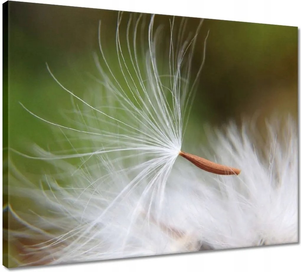 Vászonkép 50x40 Pitypang Virág Virágok