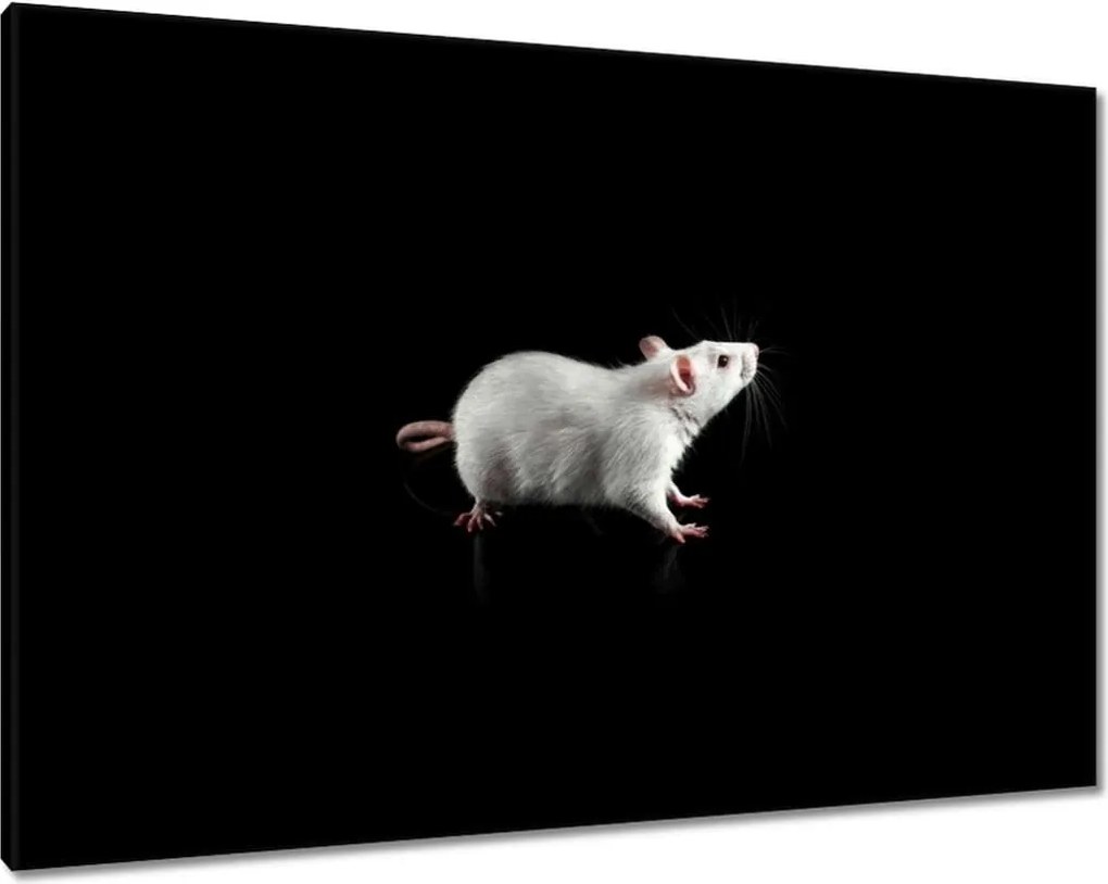 Vászonkép 100x70 Fehér kis egér