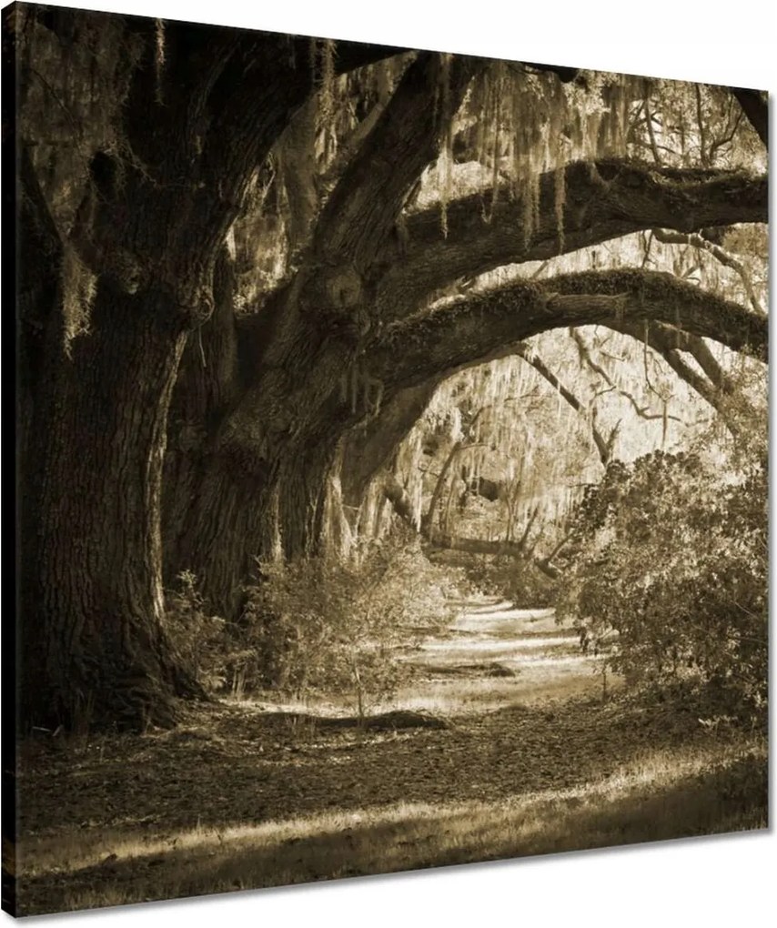 Vászonkép 50x50 Tölgyek a Szépia parkban