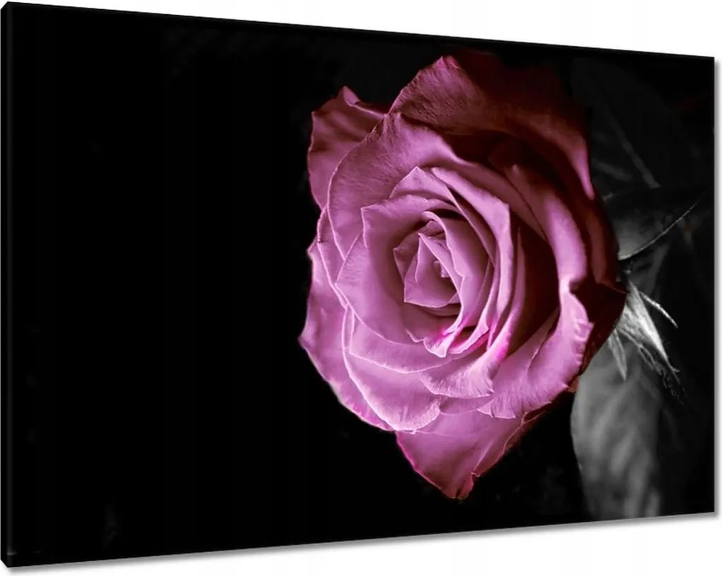 Vászonkép 100x70 Lila rózsa