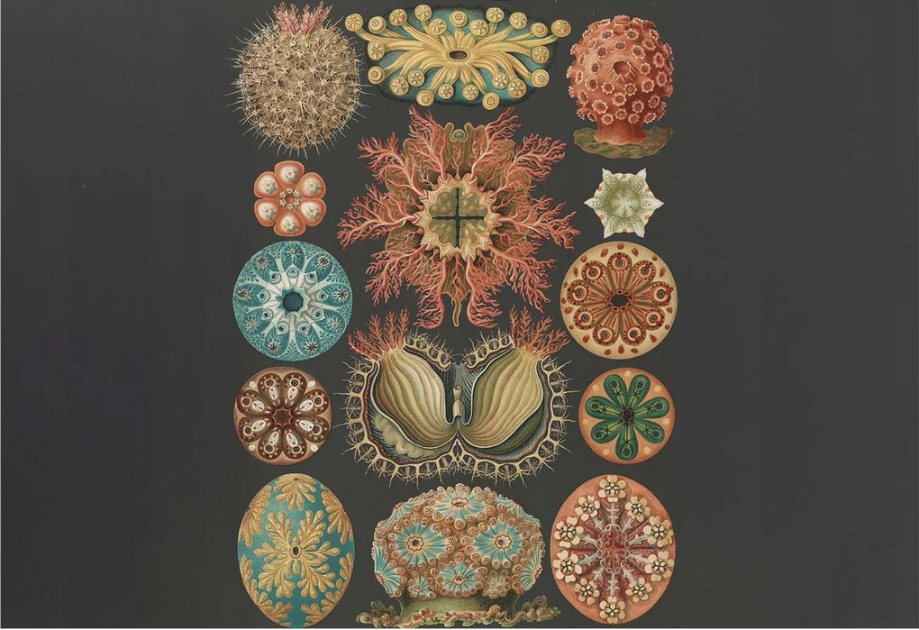 Fotótapéta Flizelin Fal a Hálószobába Tengeri inspirációk 152x104 Ragasztó